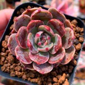 観葉植物 多肉植物 苗の通販 価格比較 価格 Com 観葉植物 多肉植物 苗の通販 価格比較 価格 Com