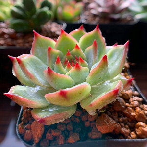観葉植物 多肉植物 苗の通販 価格比較 価格 Com