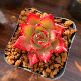 楽天市場 多肉植物の通販