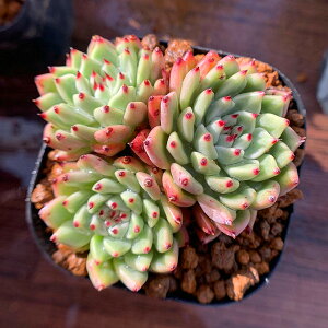 観葉植物 多肉植物 苗の人気商品 通販 価格比較 価格 Com