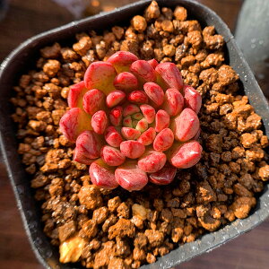 多肉植物 ピンクの人気商品 通販 価格比較 価格 Com