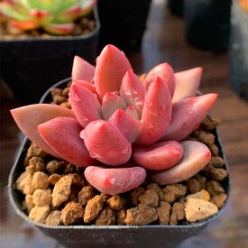 楽天市場 苗 多肉植物の通販 楽天市場 苗 多肉植物の通販
