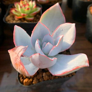 _ A 񂹐A GPxA Jeij@c ϗtA CeA