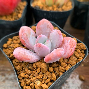 多肉植物 ピンクの人気商品 通販 価格比較 価格 Com 多肉植物 ピンクの人気商品 通販 価格比較 価格 Com