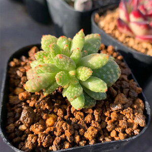 種 多肉植物 クラッスラの人気商品 通販 価格比較 価格 Com 種 多肉植物 クラッスラの人気商品 通販 価格比較 価格 Com