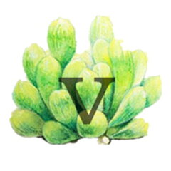 多肉専門VERVE
