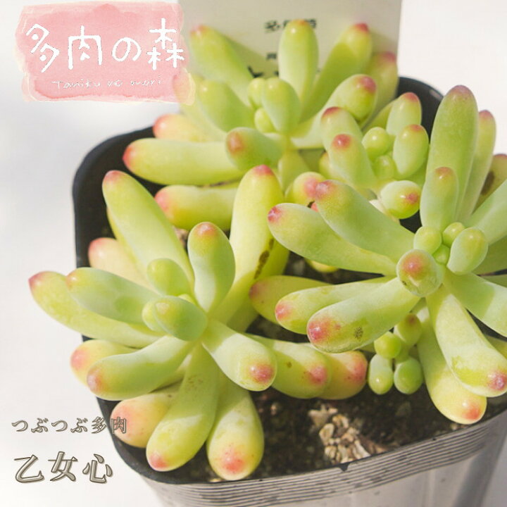 楽天市場 人気no 1 乙女心 つぶつぶ多肉 可愛い多肉植物です ミニ寄せ植えや葉挿しにも 多肉の森