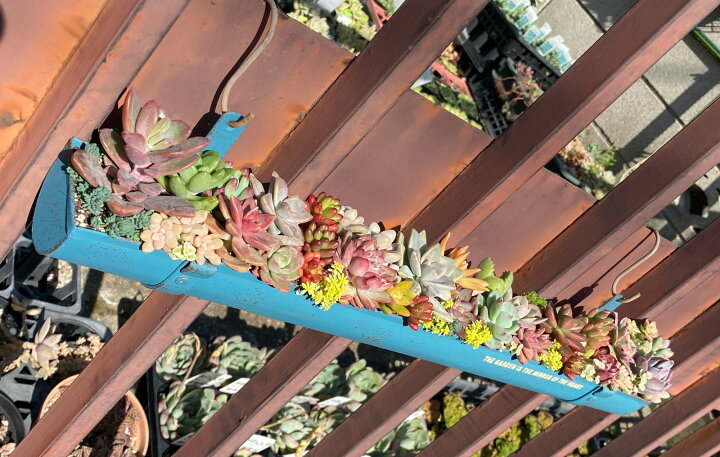 楽天市場 ブリキティン桶ロングプランターa 寄せ植え 多肉植物 プレゼント 小さな多肉達 楽天市場店