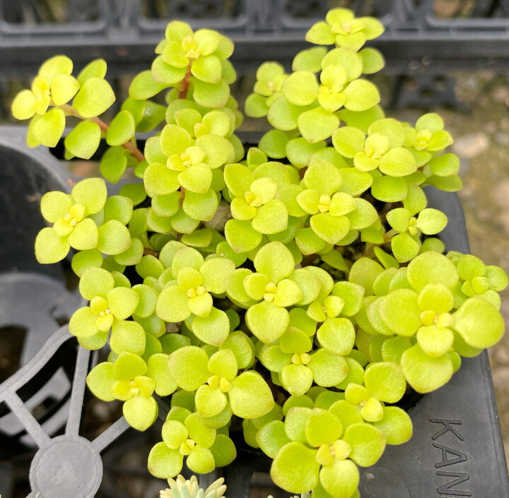楽天市場 黄金丸葉万年草 セダム 2号 多肉植物 小さな多肉達 楽天市場店 楽天市場 黄金丸葉万年草 セダム 2号 多肉植物 小さな多肉達 楽天市場店