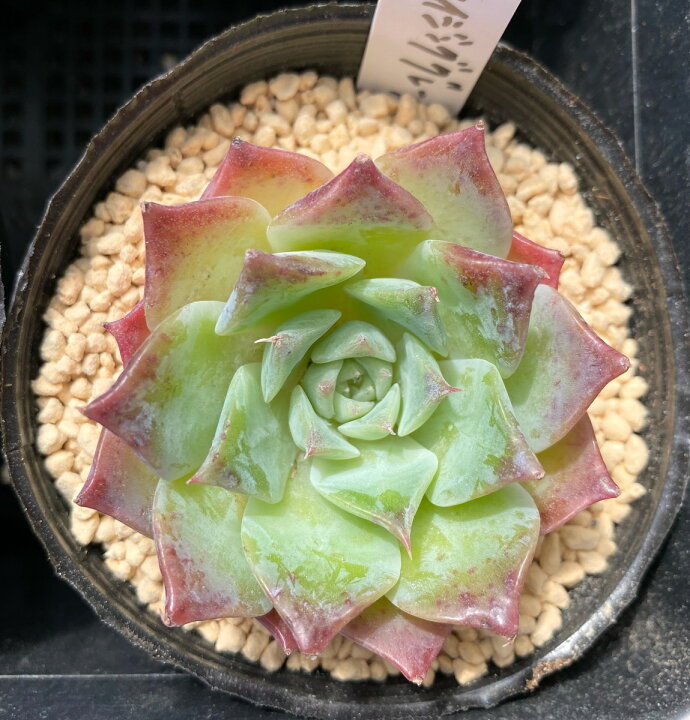 アメイジンググレイス 韓国苗 エケベリア 多肉植物 | 小さな多肉達 楽天市場店
