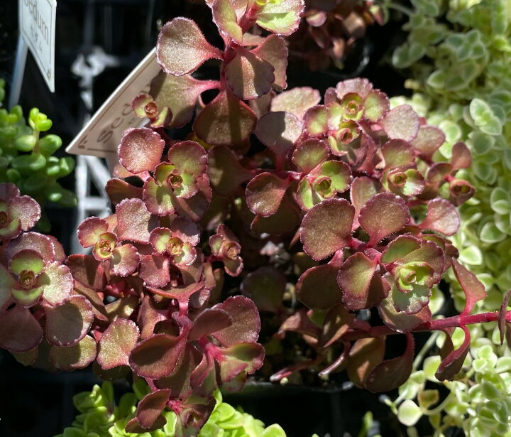 楽天市場 ドラゴンズブラッド セダム 2 5号 多肉植物 寄せ植え 苗 花植木 ガーデニング 小さな多肉達 楽天市場店
