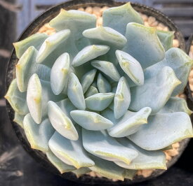 ラウィ×デレンベルギー　韓国苗　エケベリア　多肉植物