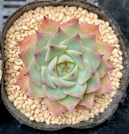 新品種　ピンクヒント　韓国苗　エケベリア　多肉植物