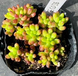 虹の玉　セダム　2.5号　多肉植物　寄せ植え　苗　花植木　ガーデニング