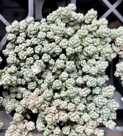ダシフィルム　セダム　2号　多肉植物