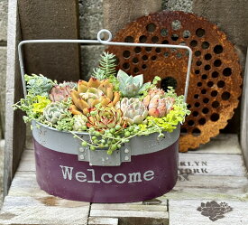 ハンゴウガーデンポット　寄せ植え　多肉植物　プレゼント　インテリア　母の日　父の日