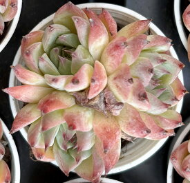水蜜桃　根付き　韓国苗　エケベリア　多肉植物