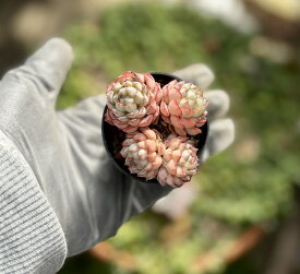 オーストラリアキャプテンハイ　根付き　韓国苗　エケベリア　多肉植物