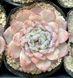 シュガーハート　韓国苗　エケベリア　多肉植物