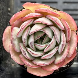 モダンジュオン　韓国苗　エケベリア　多肉植物