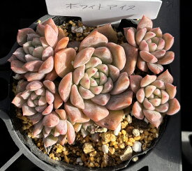 ホワイトアイス　韓国苗　エケベリア　多肉植物