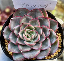ブラックフェザー　韓国苗　エケベリア　多肉植物