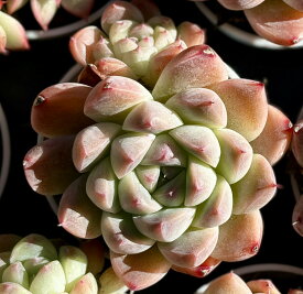 アルバ　根付き　韓国苗　エケベリア　多肉植物