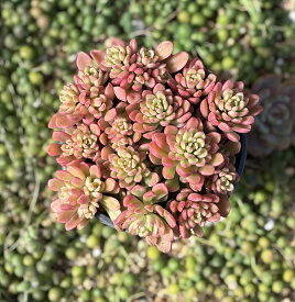 ジョイスタロック錦　特大群生根付き　韓国苗　エケベリア　セダム　多肉植物