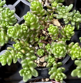 白花タイトゴメ　セダム　2号　多肉植物