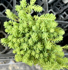 パリダム　セダム　3号　多肉植物　寄せ植え　苗　花植木　ガーデニング