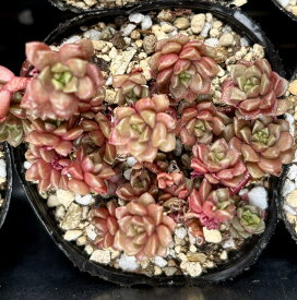 リトルゼム　セダム　2号　多肉植物
