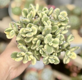 熊童子錦　特大株　3号　多肉植物　寄せ植え　苗　花植木　ガーデニング