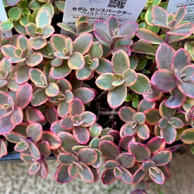 ワイルドファイヤー　斑入り　セダム　3号　多肉植物　寄せ植え　苗　花植木　ガーデニング