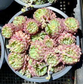ヴィンセントカトー　特大群生根付き　韓国苗　エケベリア　多肉植物