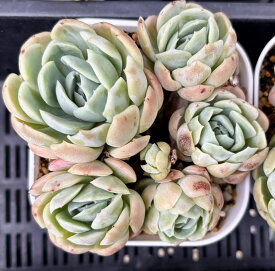 ピンクネーション　大群生根付き　韓国苗　エケベリア　多肉植物