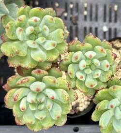 ブルーエルフ　多肉植物　寄せ植え　苗　花植木　ガーデニング