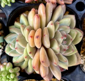 アリエル　双頭大株　韓国苗　エケベリア　多肉植物
