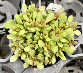紅稚児　クラッスラ　2号　多肉植物
