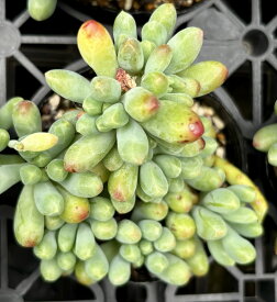 乙女心　セダム　2.5号　多肉植物　寄せ植え　苗　花植木　ガーデニング