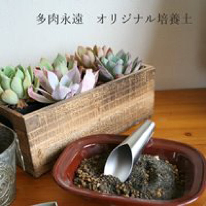 楽天市場 多肉植物専用オリジナルブレンド培養土b２キログラム 株式会社多肉永遠楽天市場店
