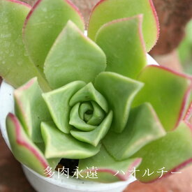 ハオルチーアエオニウム Mサイズ 6cmポット haworthii 多肉植物 幹立ちタイプ 小〜中型種 aeonium 多肉永遠 かっこいい 男前 かわいい