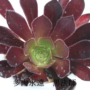 �A�G�I�j�E�� ���@�t �J�b�g�c �����A�� Aeonium arboreum cv. Atropurpureum �ϗt�A�� �����i�� �C���h�A�O���[�� �V�b�N �C���e���A �� �K�[�f�j���O