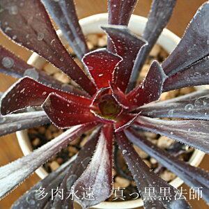 �����A�� �A�G�I�j�E�� �^�������@�t Aeonium arboreum cv. Atropurpureum �񂹐A�� �ϗt�A�� �����i�� �C���h�A�O���[��