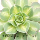 ムーンバースト アエオニウム Mサイズ 5.5cmポット 多肉植物 aeonium urbicum'moonburst' 多年草 ガーデニング 観葉植物 ベランダガーデン