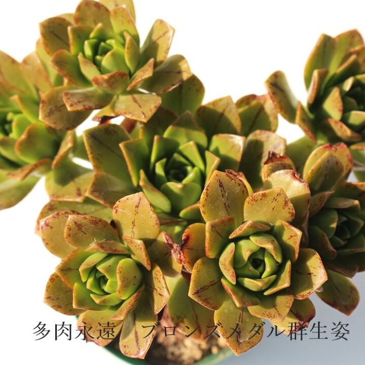 ③ アエオニウム ブロンズメダル（19#多肉植物アエオニウム錦 