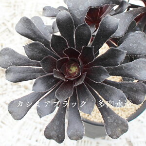 �A�G�I�j�E�� �J�V�~�A�u���b�N �����A�� Aeonium cv. 'Cashmere Black' �񂹐A�� �ϗt�A�� �����i�� �C���h�A�O���[�� �K�[�f�j���O