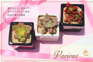 多肉植物 寄せ植え 送料無料 彩 3鉢 セット 母の日 贈り物 インテリア 観葉植物 ハロウィン 敬老の日 新築祝 誕生日祝 開店祝 結婚式祝 多肉永遠