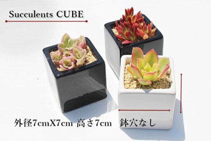 楽天市場 多肉植物の赤色3鉢セット一部地域除き送料無料の贈り物 母の日 寄せ植え 贈り物 ハロウィン 敬老の日 新築祝 誕生日祝 開店祝 結婚式祝 株式会社多肉永遠楽天市場店