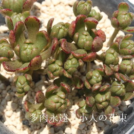 小人の花束 アエオニウム Mサイズ 6cmポット KOBITONOBOUQUET 多肉植物 幹立ちタイプ 小型種 aeonium 多肉永遠 かっこいい 男前 かわいい