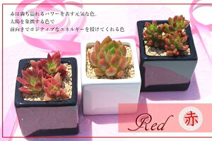 A 񂹐A  ̓ ԐF 3 Zbg 蕨 ϗtA CeAnEB hV̓ Vzj aj JXj j i